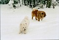 200301_Semenic (3)
